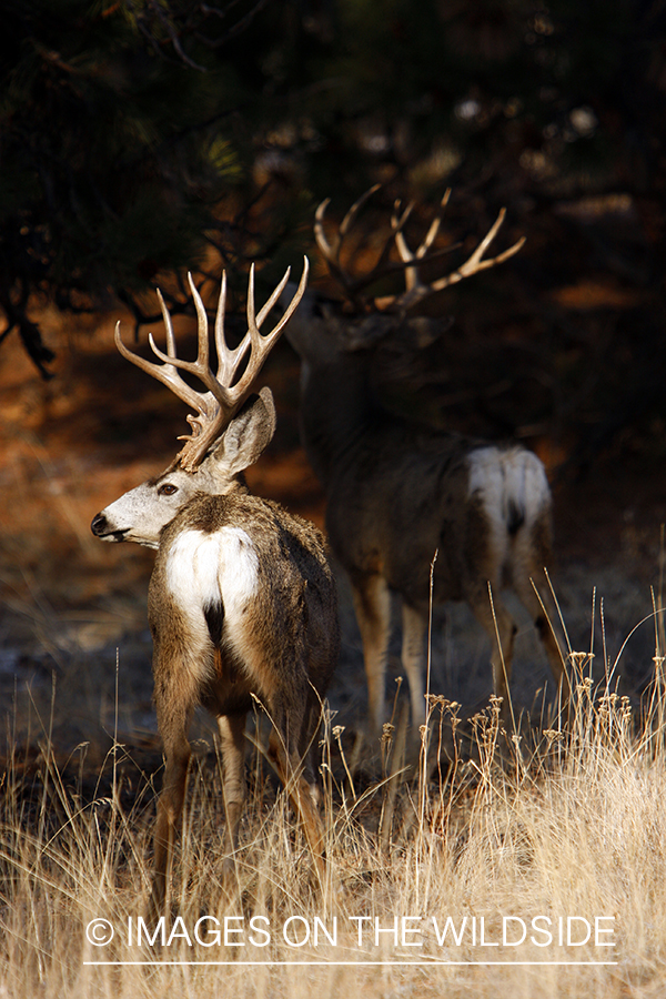 Mule deer 