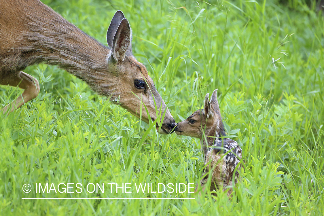 Mule Deer Doe with Fawn. 
