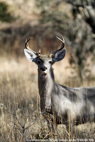 Coues white-tailed buck in field in Arizona. 