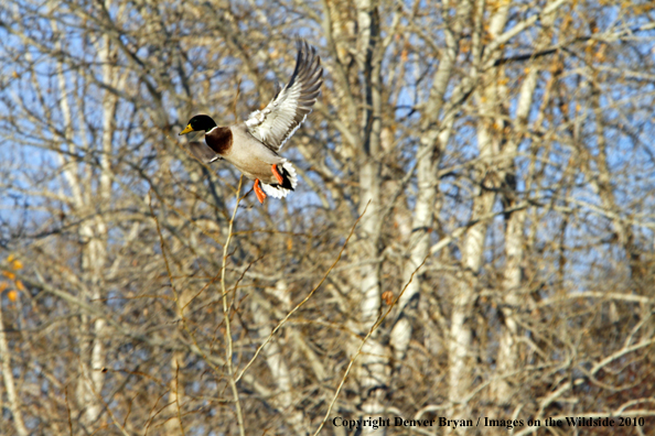 Mallard drake in flight