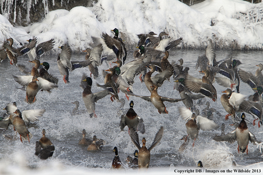 Mallards taking flight.