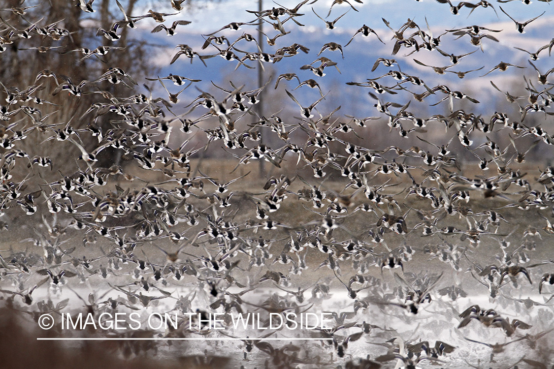 Flock of Mallards in flight.