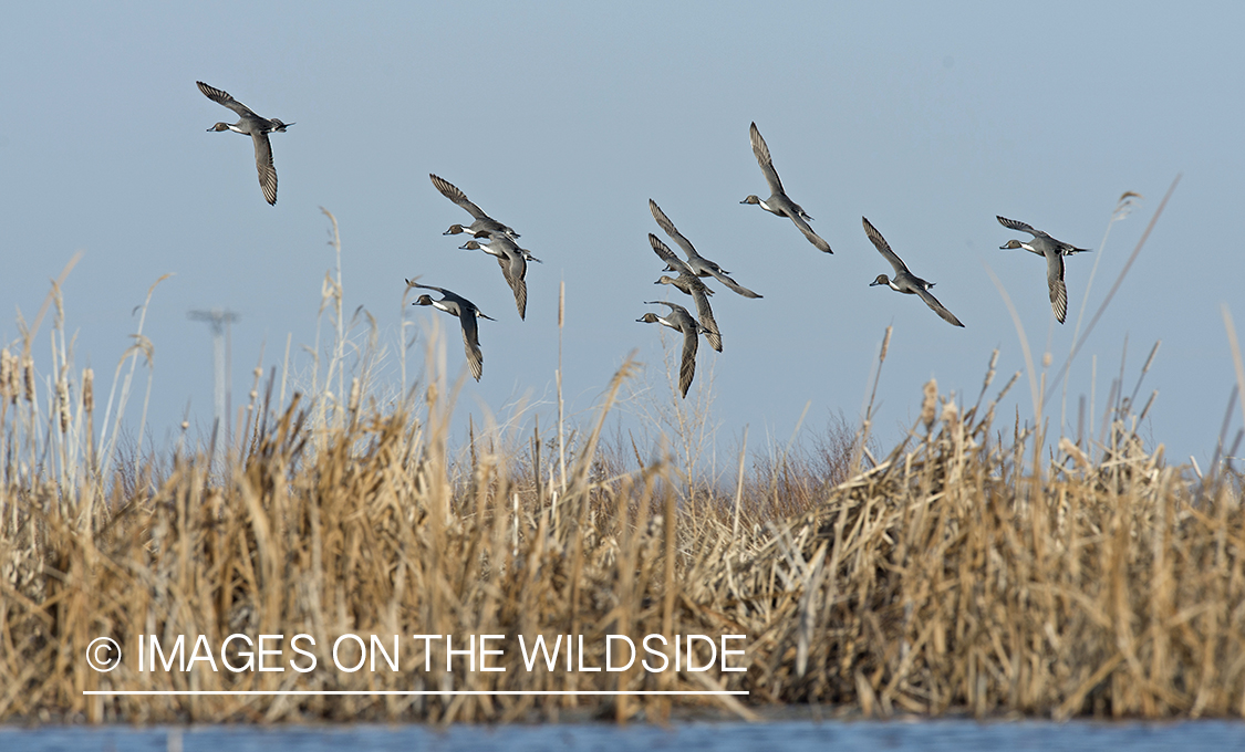 Pintails in flight.
