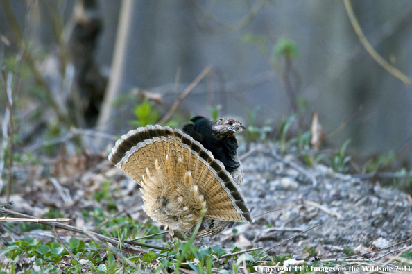 Ruffed Grouse in habitat. 