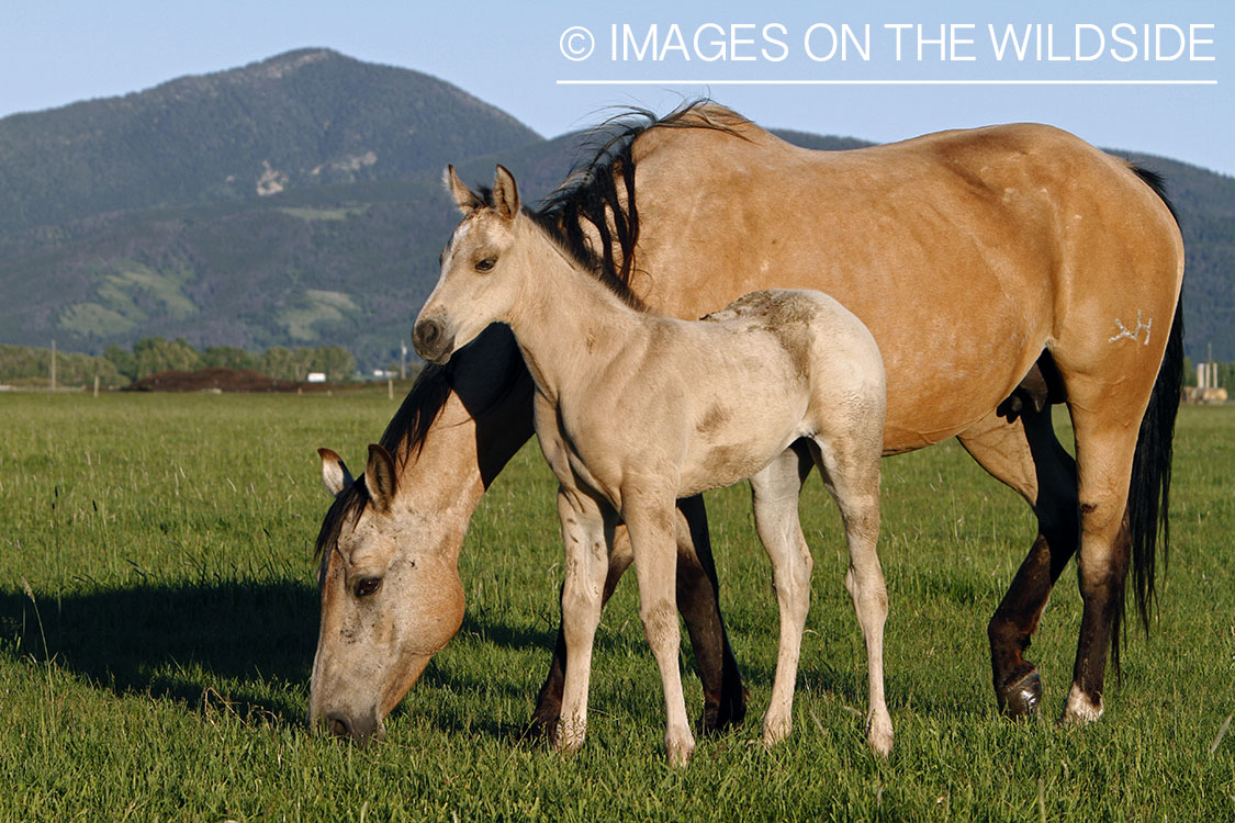 Quarter Horse mare with foal in pasture.