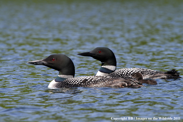 Common Loon on water. 