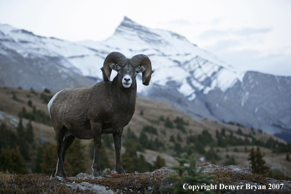 Rocky Mountain Bighorn Sheep