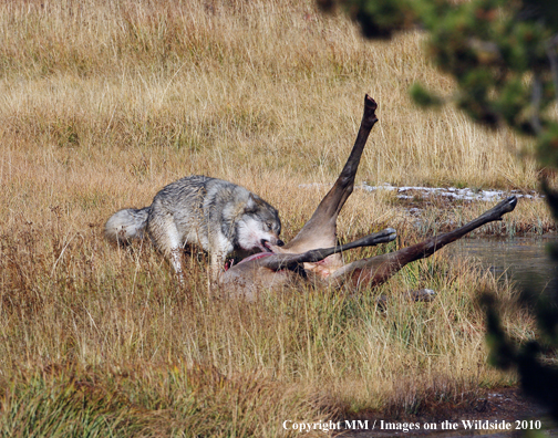 Wolf with elk kill