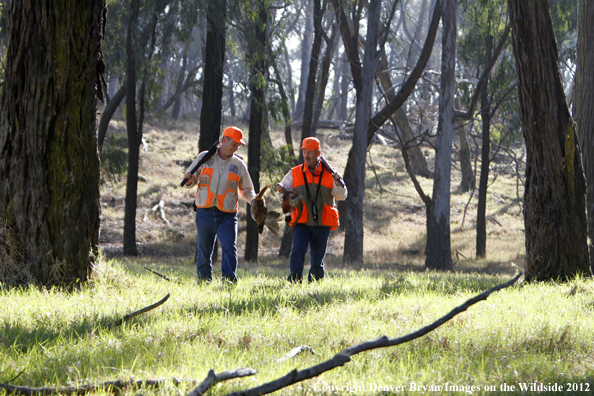 Upland game hunters with bagged pheasants. 