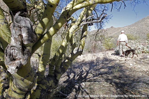 Upland game bird hunter with dog hunting desert quail in Arizona.