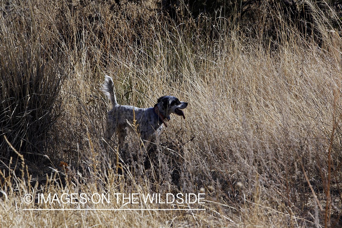 Dog in field during upland game bird hunt.