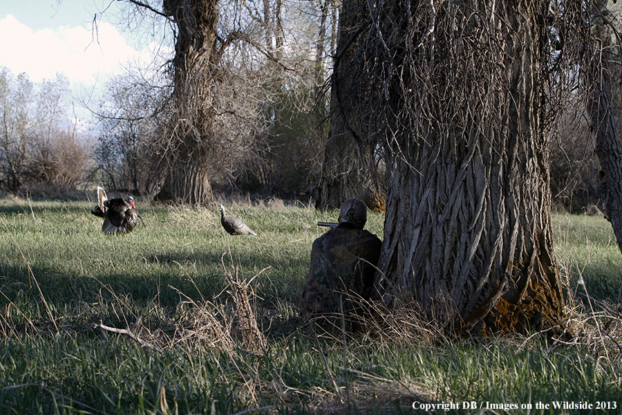 Turkey hunter shooting at gobbler with hen decoy.