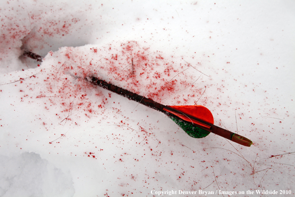 Archery hunting passed-through arrow in snow with blood and hair. 