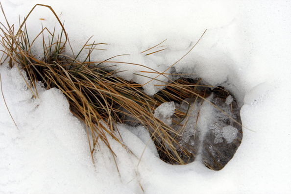Elk Track in Snow