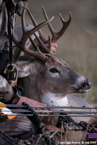 Bowhunter with bagged whitetail buck.