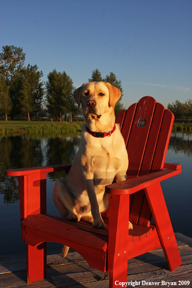 Yellow Labrador Retriever in chair