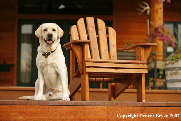 Yellow Labrador Retriever