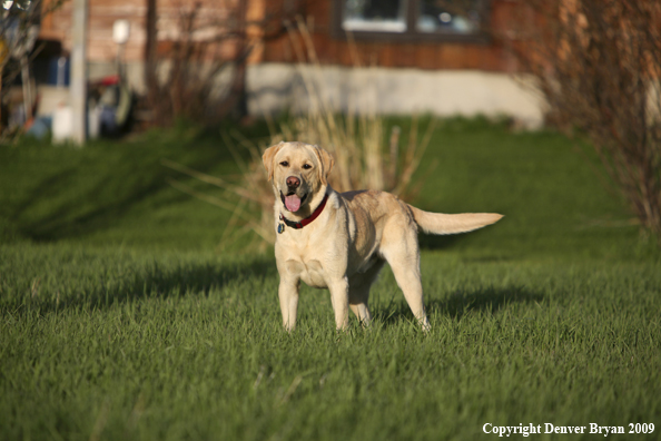 Yellow Labrador Retriever in yard