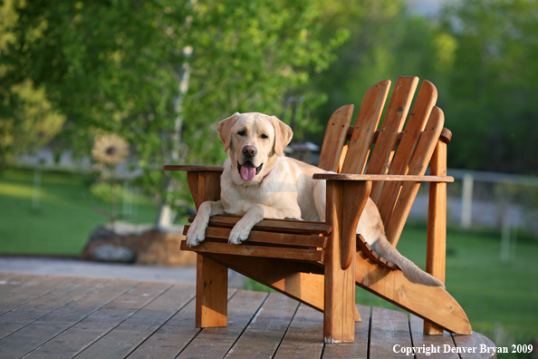 Yellow Labrador Retriever in chair