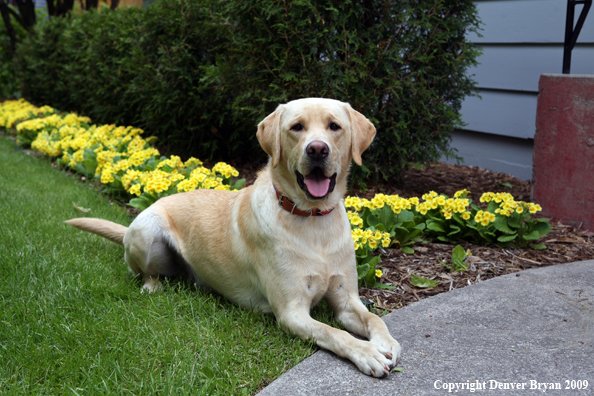 Yellow Labrador Retriever by flowers