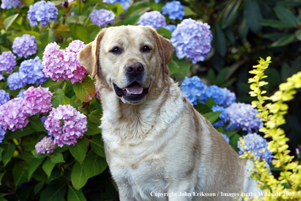 Yellow Labrador Retriever in yard