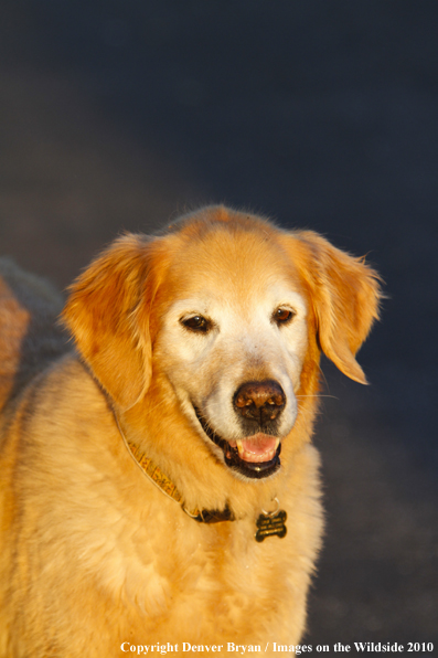 Yellow Labrador Retriever