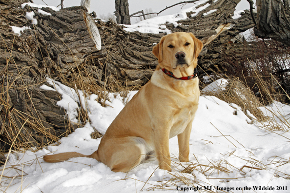 Yellow Labrador Retriever 