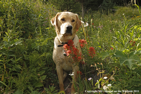 Yellow Labrador Retriever.