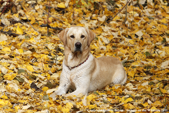 Yellow Labrador Retriever.