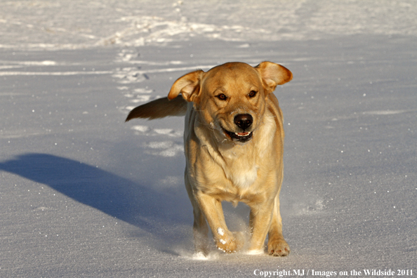 Yellow Labrador Retriever in snow.