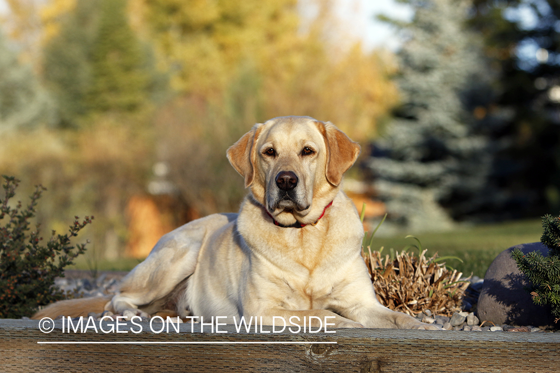 Yellow Labrador Retriever sitting by shrubs.
