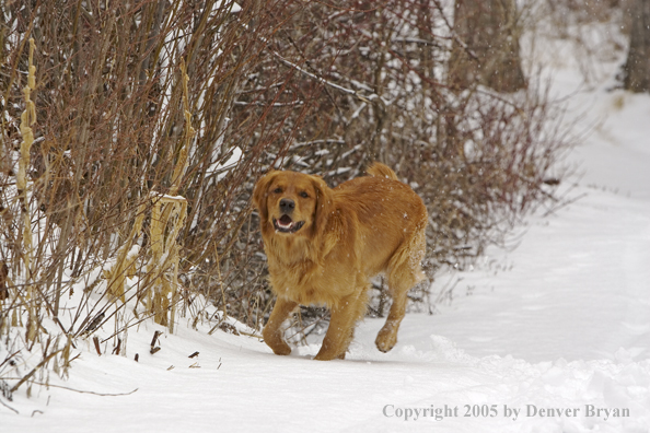 Golden Retriever running in snow.