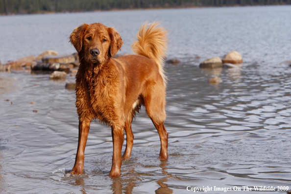 Golden Retriever