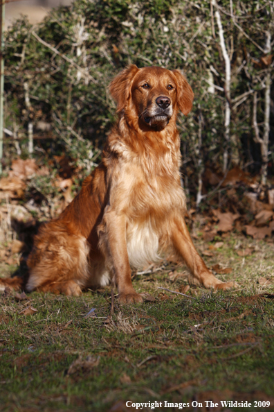 Golden Retriever