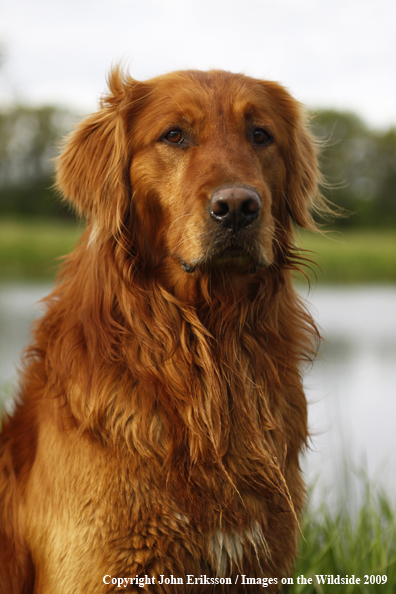 Golden Retriever in field
