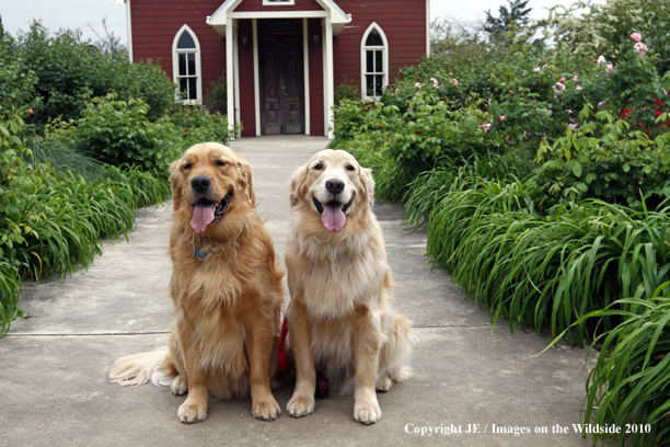 Golden Retrievers