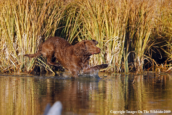 Chesapeake Bay Retriever