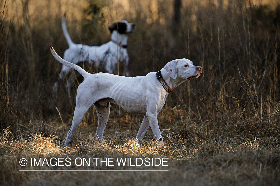 English pointers in field.