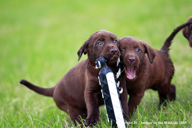 Chocolate Labrador Retriever Puppies