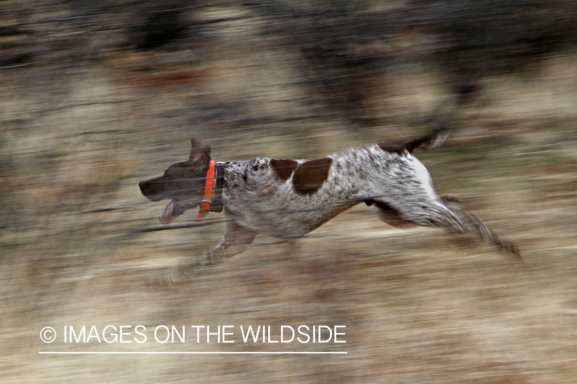 German shorthaired pointer in field.