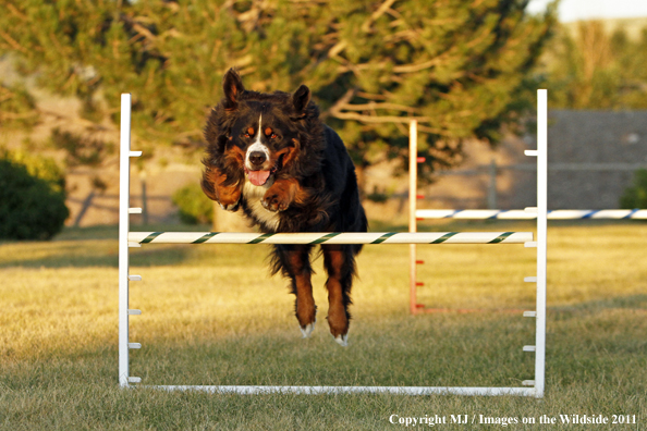 Bernese Mountain Dog running agility course. 