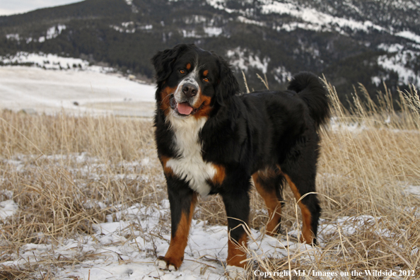 Bernese Mountain Dog.