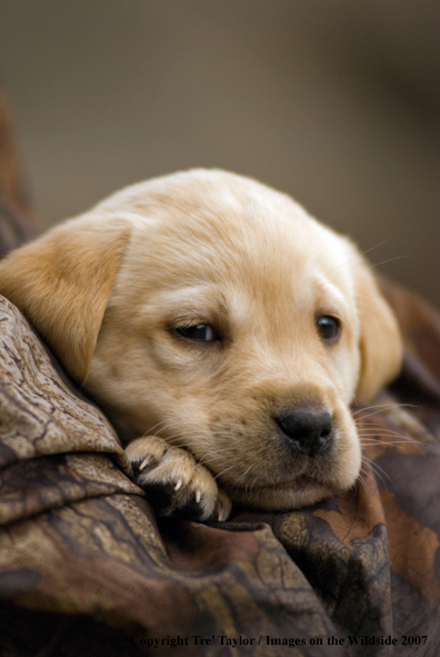 Labrador Puppy