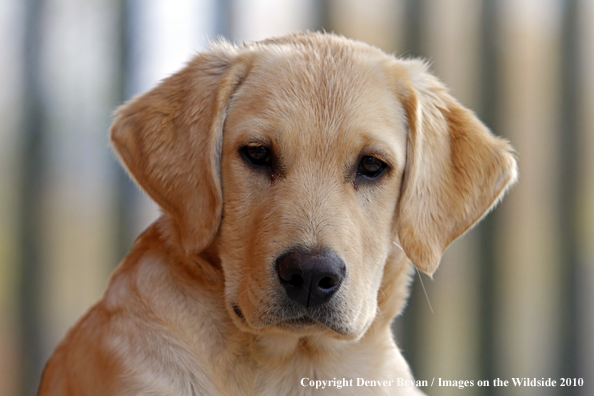 Yellow Labrador Retriever Puppy