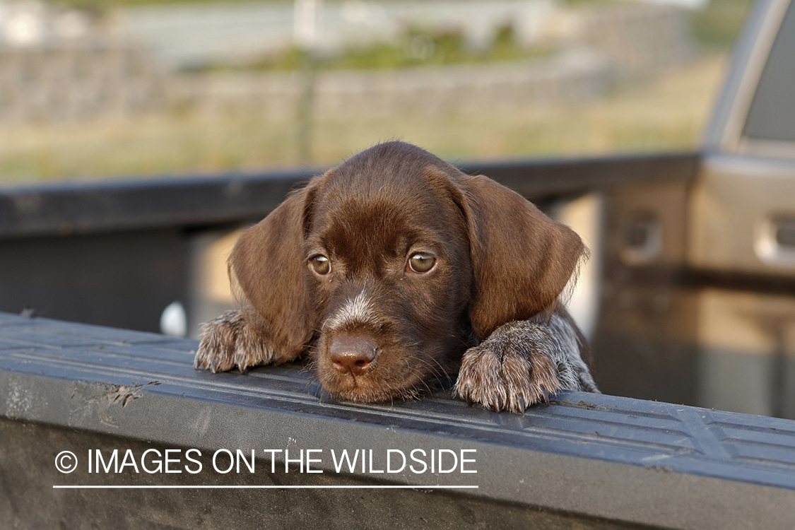 Wirehaired Pointing Griffon puppy in bed of pickup.
