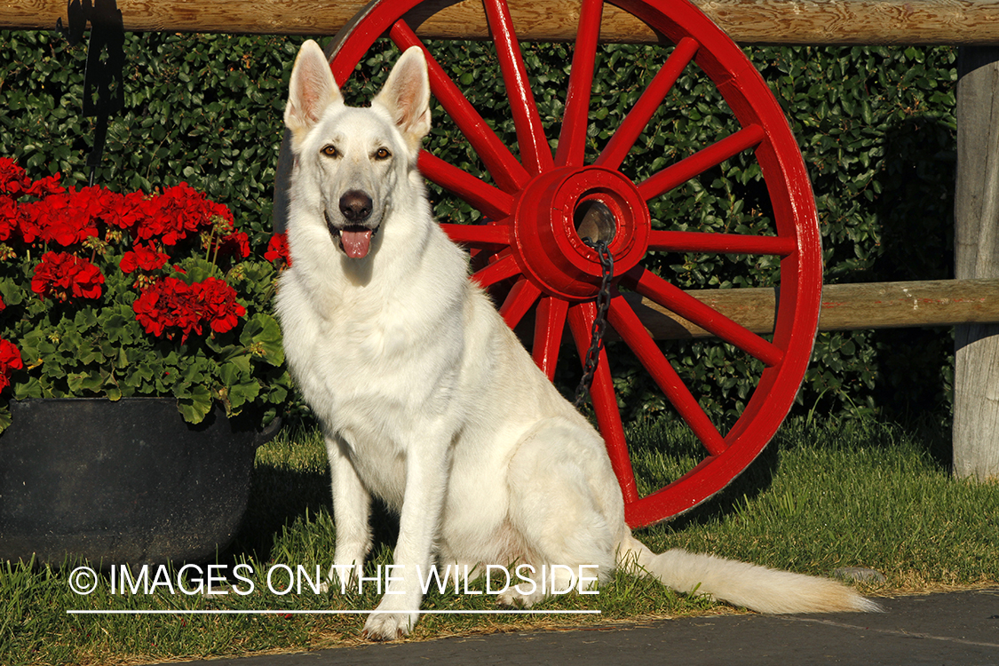 White German Shepherd