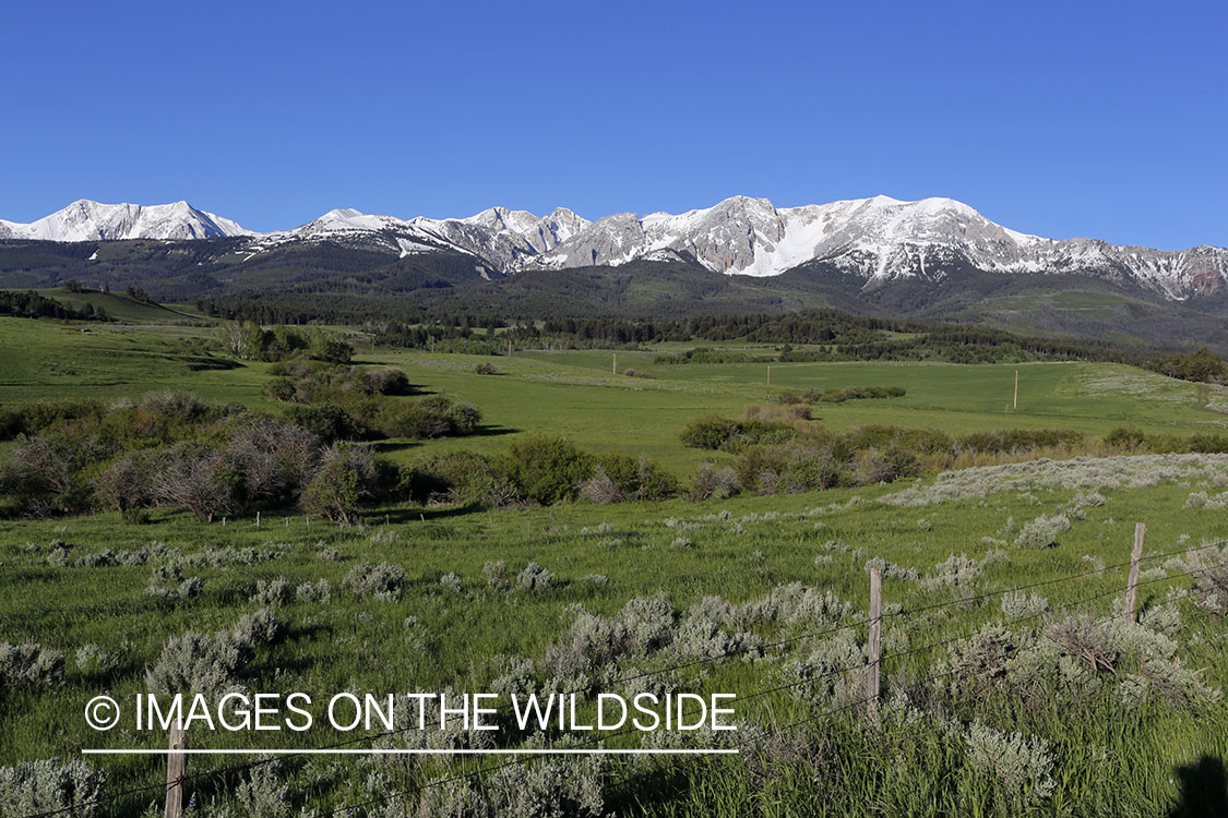 Bridger Mountains landscape in summer. 