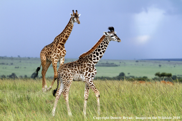 Masai Giraffe (adult with young)