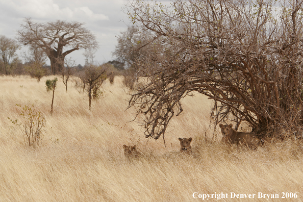 African lionesses pride laying