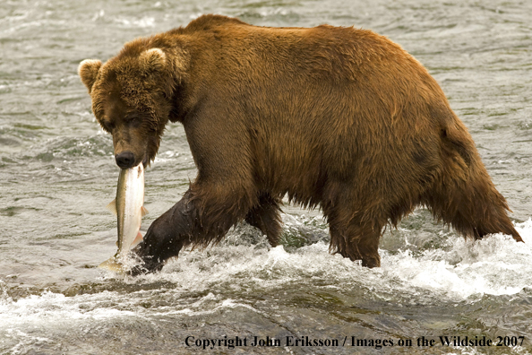 Brown bear fishing